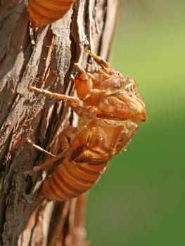 A cicada skin latched upright on a tree.  The skin is hollow and yellowish in color, but otherwise, looks very much like the live bug.