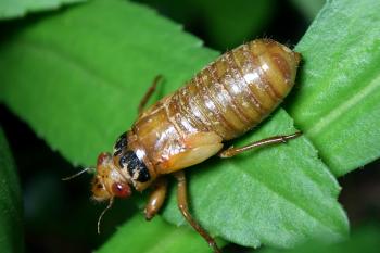 A nymph cicada sitting on a leaf.  It looks smaller than the full grown cicada.  It's wings are very tiny, and it is a brownish color.