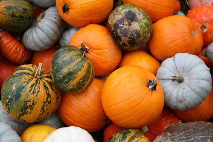 Orange, green, and white pumpkins in a pile