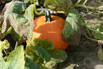 An orange pumpkin on the vine, with green leaves surrounding it